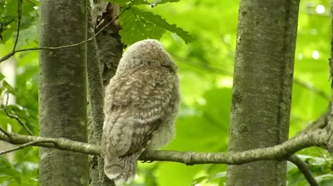   Face of cute owl _15 Video stock 44887356