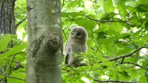 Face of cute owl _2 Stock Footage 44887259