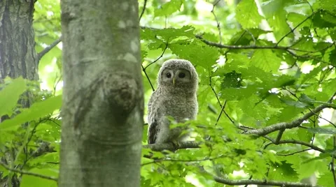 Face of cute owl _3 Video stock 44887266
