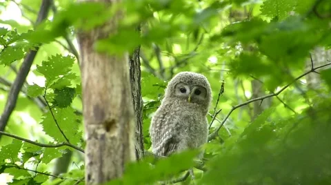 Face of cute owl _4 Stock Footage 44887272