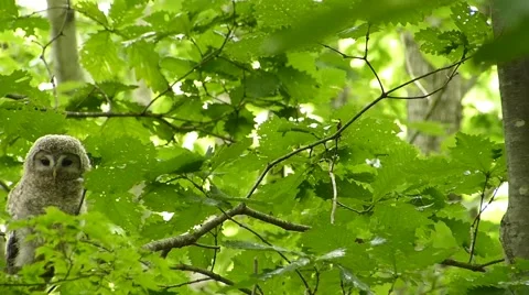 Face of cute owl _5 Stock Footage 44887276