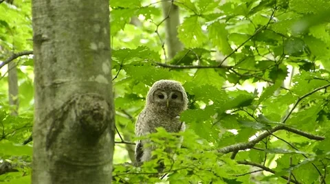 Face of cute owl _6 Stock Footage 44887285