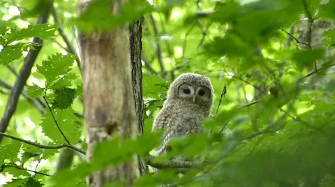 Face of cute owl _7 Stock Footage 44887290