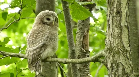 Face of cute owl _8 Stock Footage 44887297