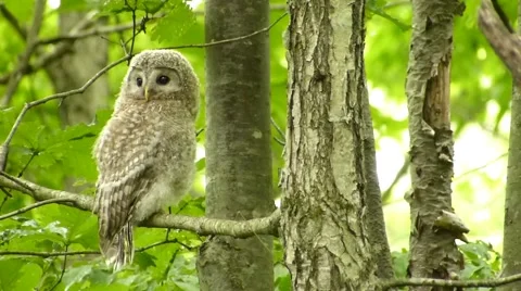 Face of cute owl _9 Video stock 44887299