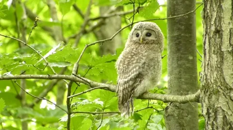 Face of cute owl Video stock 44887343
