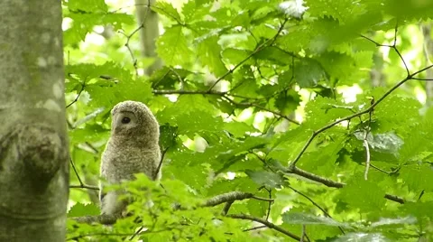 Face of cute owl_10 Video stock 44887303