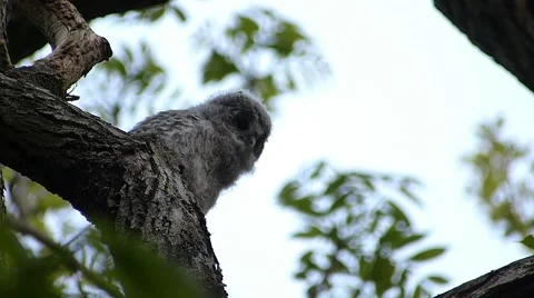 Face of cute owl_100 Stock Footage 44929675