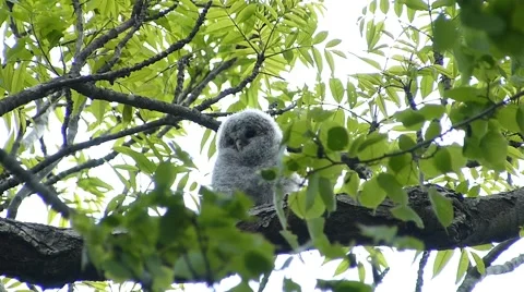 Face of cute owl_101 Stock Footage 44929688