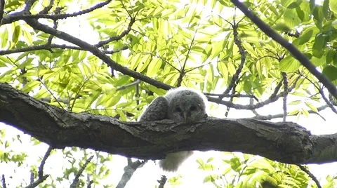 Face of cute owl_102 Video stock 44929702