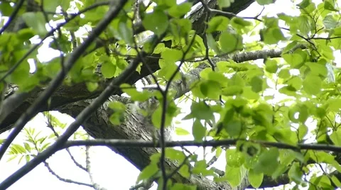 Face of cute owl_103 Stock Footage 44929713