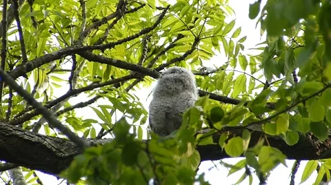 Face of cute owl_104 Video stock 44929716