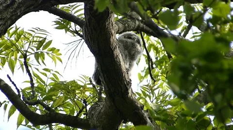 Face of cute owl_105 Video stock 44929718