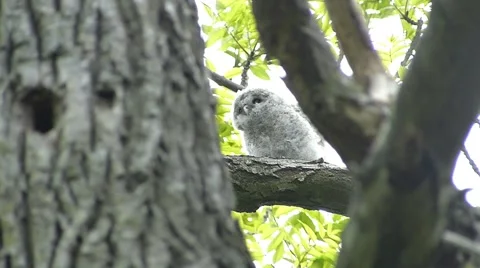 Face of cute owl_106 Video stock 44929723