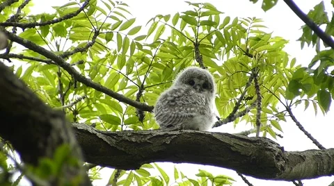 Face of cute owl_107 Stock Footage 44929724