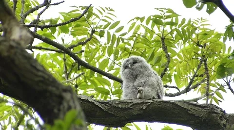 Face of cute owl_108 Video stock 44929735