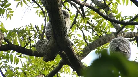 Face of cute owl_109 Video stock 44929743