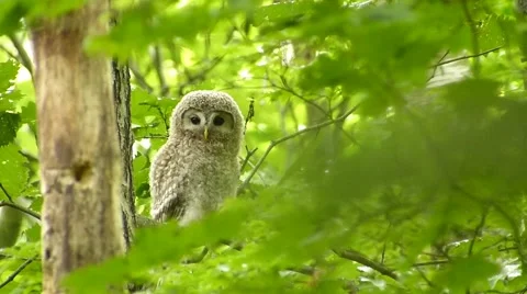 Face of cute owl_11 Video stock 44887314