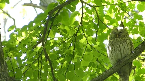 Face of cute owl_110 Stock Footage 44929749