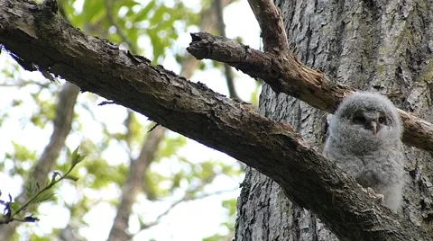Face of cute owl_111 Video stock 44929757