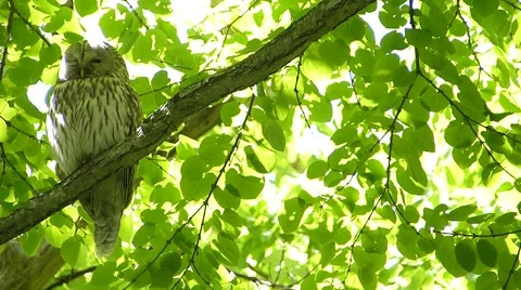 Face of cute owl_112 Stock Footage 44929759