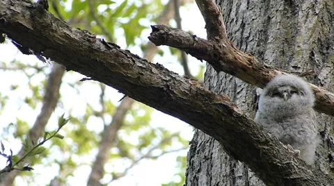 Face of cute owl_113 Video stock 44929778