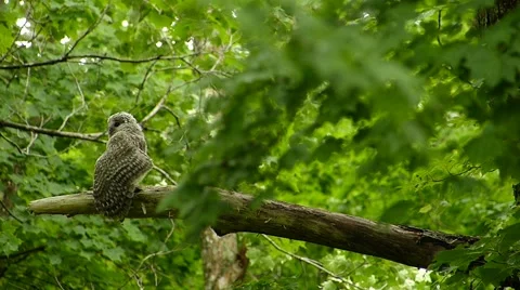 Face of cute owl_115 Video stock 44929784