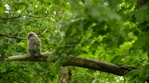 Face of cute owl_117 Video stock 44929806
