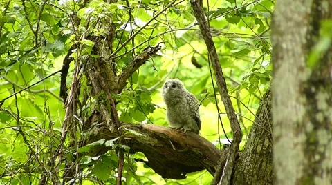 Face of cute owl_118 Video stock 44929815