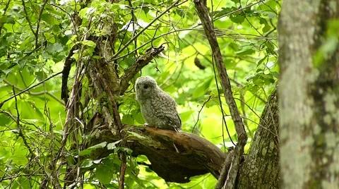 Face of cute owl_119 Stock Footage 44929817