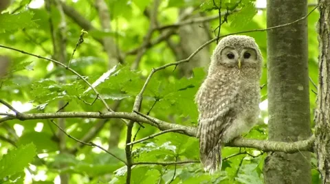 Face of cute owl_12 Video stock 44887317
