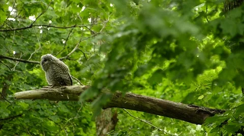 Face of cute owl_120 Stock Footage 44929820