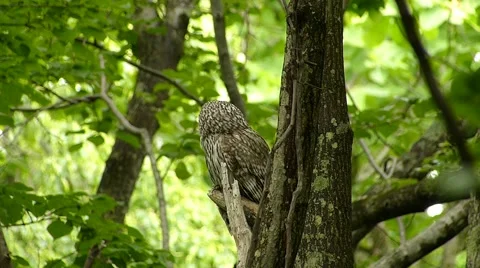 Face of cute owl_121 Video stock 44929834