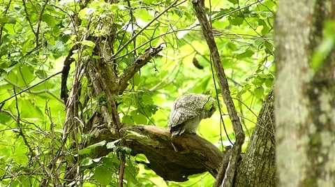 Face of cute owl_122 Video stock 44929837