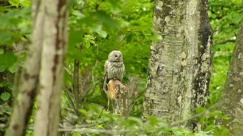 Face of cute owl_123 Stock Footage 44929839