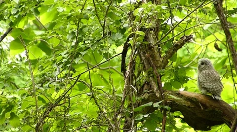 Face of cute owl_124 Stock Footage 44929841