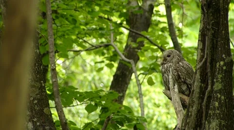 Face of cute owl_125 Video stock 44929846
