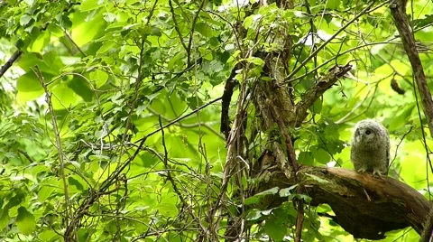 Face of cute owl_126 Video stock 44929852