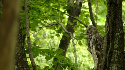 Face of cute owl_127 Video stock 44929855