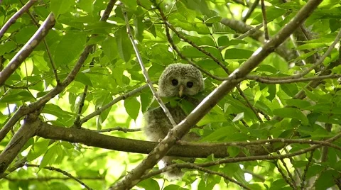 Face of cute owl_128 Stock Footage 44940363