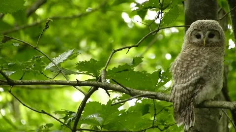 Face of cute owl_13 Video stock 44887335