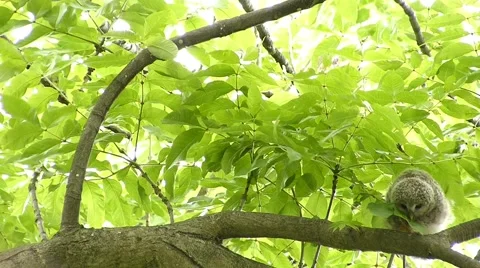 Face of cute owl_130 Stock Footage 44940457