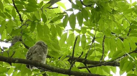 Face of cute owl_131 Stock Footage 44940460