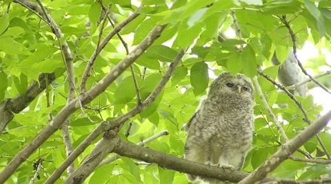 Face of cute owl_132 Video stock 44940515