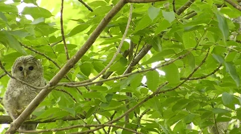 Face of cute owl_133 Stock Footage 44940547