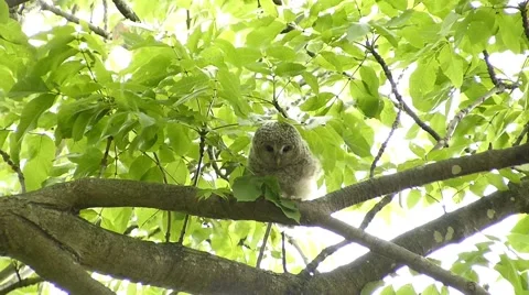 Face of cute owl_134 Stock Footage 44940553