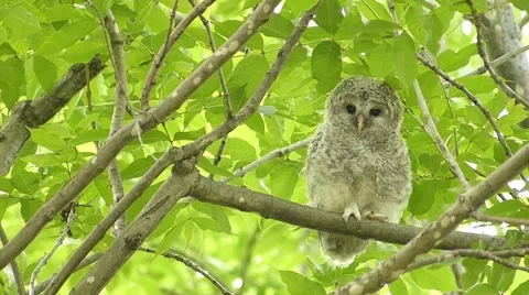 Face of cute owl_135 Stock Footage 44940637
