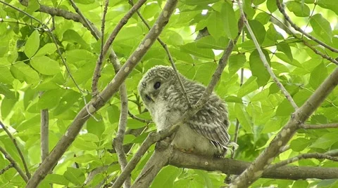 Face of cute owl_136 Stock Footage 44940652