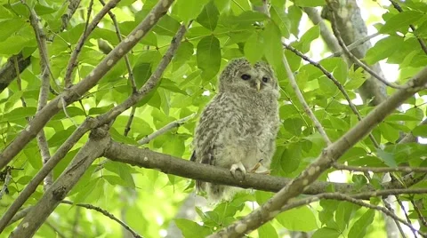 Face of cute owl_137 Stock Footage 44940661
