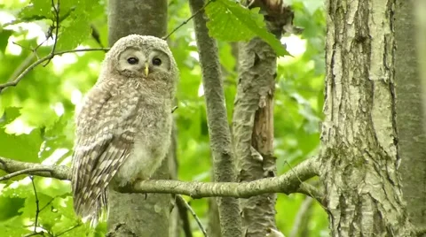 Face of cute owl_14 Stock Footage 44887339